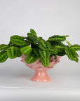 Large Leaf Pink Oval Bowl